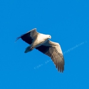 Haliaeetus leucogaster at Millingandi, NSW - 7 Jul 2017