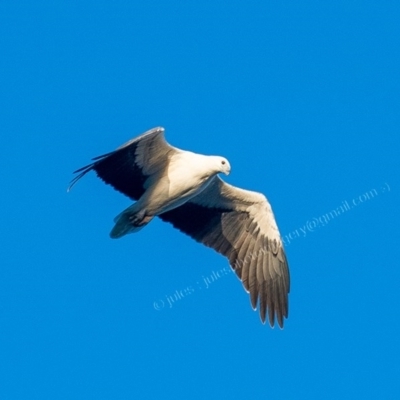 Haliaeetus leucogaster (White-bellied Sea-Eagle) at Millingandi, NSW - 7 Jul 2017 by JulesPhotographer