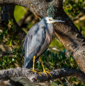 Egretta novaehollandiae at Millingandi, NSW - 8 Jul 2017 12:29 AM