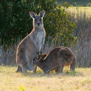 Macropus giganteus at Millingandi, NSW - 8 Jul 2017