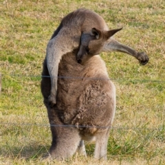 Macropus giganteus at Millingandi, NSW - 8 Jul 2017