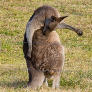 Macropus giganteus at Millingandi, NSW - 8 Jul 2017 03:08 AM