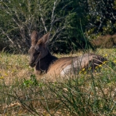 Macropus giganteus at Millingandi, NSW - 8 Jul 2017