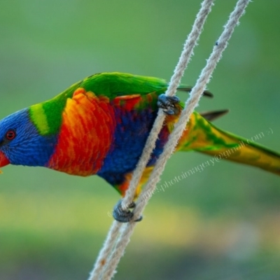 Trichoglossus moluccanus (Rainbow Lorikeet) at Millingandi, NSW - 7 Jul 2017 by JulesPhotographer