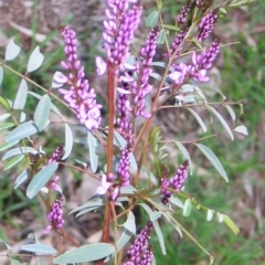 Indigofera australis subsp. australis (Australian Indigo) at Hughes, ACT - 31 Aug 2016 by ruthkerruish