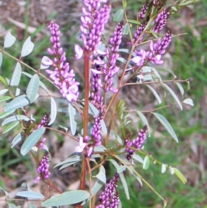 Indigofera australis subsp. australis at Hughes, ACT - 31 Aug 2016