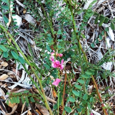 Indigofera adesmiifolia (Tick Indigo) at Red Hill to Yarralumla Creek - 3 May 2017 by ruthkerruish