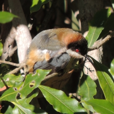 Acanthorhynchus tenuirostris (Eastern Spinebill) at Kioloa, NSW - 4 Jun 2014 by michaelb