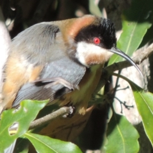 Acanthorhynchus tenuirostris at Kioloa, NSW - 4 Jun 2014