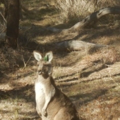 Macropus giganteus at Yarralumla, ACT - 2 Jul 2017