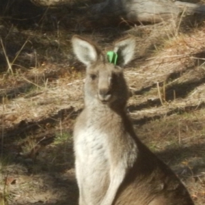 Macropus giganteus at Yarralumla, ACT - 2 Jul 2017