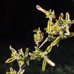 Atriplex semibaccata (Creeping Saltbush) at Point Hut to Tharwa - 5 Jul 2017 by michaelb