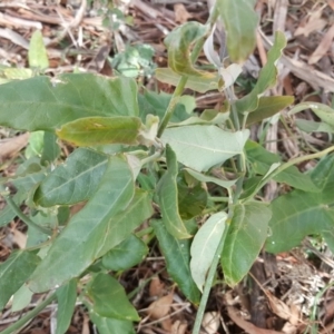 Araujia sericifera at O'Malley, ACT - 9 Jul 2017 10:37 AM