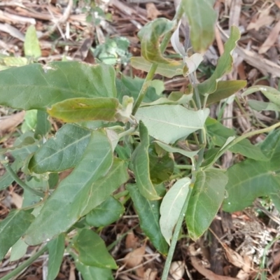 Araujia sericifera (Moth Plant) at Scrivener Hill - 9 Jul 2017 by Mike