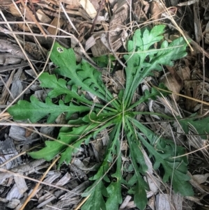 Goodenia pinnatifida at Evatt, ACT - 8 Jul 2017 12:40 PM