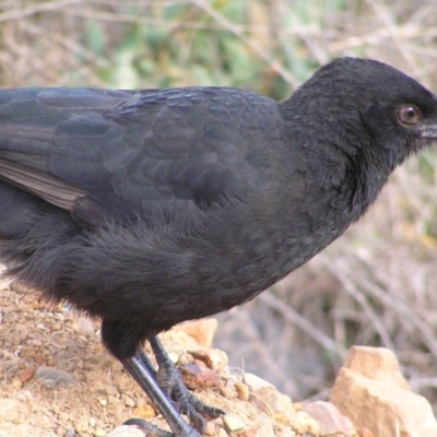 Corcorax melanorhamphos (White-winged Chough) at Acton, ACT - 9 Jul 2017 by MatthewFrawley