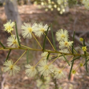 Acacia genistifolia at Canberra Central, ACT - 9 Jul 2017 11:37 AM