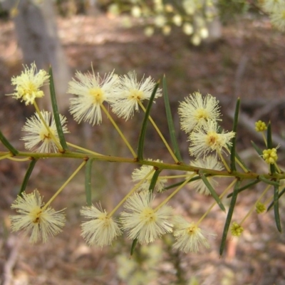 Acacia genistifolia (Early Wattle) at Black Mountain - 9 Jul 2017 by MatthewFrawley