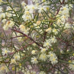 Acacia genistifolia at Canberra Central, ACT - 9 Jul 2017