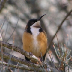 Acanthorhynchus tenuirostris at Acton, ACT - 9 Jul 2017