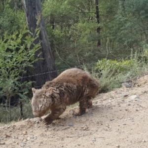 Vombatus ursinus at Towamba, NSW - 9 Jul 2017