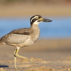 Esacus magnirostris (Beach Stone-curlew) at Merimbula, NSW - 9 Jul 2017 by Leo