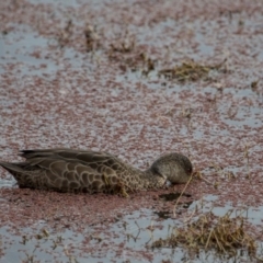 Anas gracilis (Grey Teal) at Fyshwick, ACT - 9 Jul 2017 by SallyandPeter