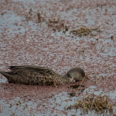 Anas gracilis (Grey Teal) at Jerrabomberra Wetlands - 9 Jul 2017 by SallyandPeter