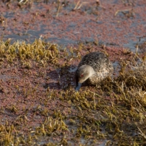 Anas gracilis at Fyshwick, ACT - 9 Jul 2017 12:42 PM