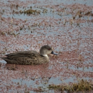 Anas gracilis at Fyshwick, ACT - 9 Jul 2017 12:42 PM