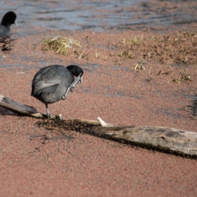 Fulica atra (Eurasian Coot) at Jerrabomberra Wetlands - 9 Jul 2017 by SallyandPeter