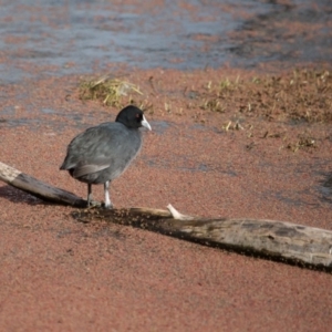 Fulica atra at Fyshwick, ACT - 9 Jul 2017