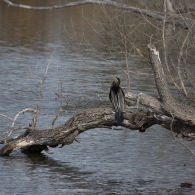 Anhinga novaehollandiae (Australasian Darter) at Jerrabomberra Wetlands - 9 Jul 2017 by SallyandPeter