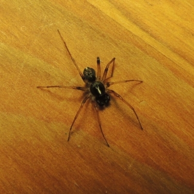 Zodariidae (family) (Unidentified Ant spider or Spotted ground spider) at Bonython, ACT - 15 Mar 2017 by michaelb