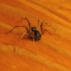 Zodariidae (family) at Bonython, ACT - 16 Mar 2017 12:00 AM