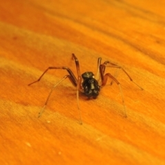 Zodariidae (family) at Bonython, ACT - 16 Mar 2017 12:00 AM