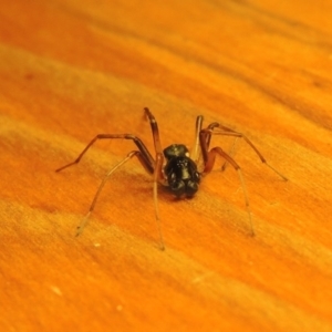 Zodariidae (family) at Bonython, ACT - 16 Mar 2017 12:00 AM