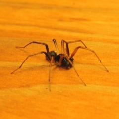 Zodariidae (family) at Bonython, ACT - 16 Mar 2017 12:00 AM