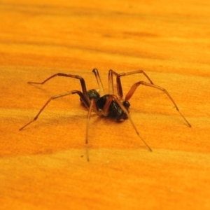 Zodariidae (family) at Bonython, ACT - 16 Mar 2017 12:00 AM