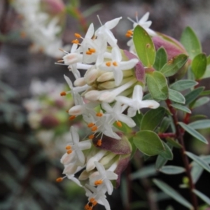 Pimelea linifolia subsp. linifolia at Gundaroo, NSW - 21 Sep 2016