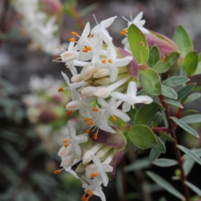 Pimelea linifolia subsp. linifolia (Queen of the Bush, Slender Rice-flower) at MTR591 at Gundaroo - 20 Sep 2016 by MaartjeSevenster