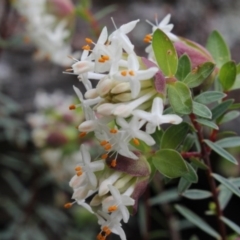 Pimelea linifolia subsp. linifolia (Queen of the Bush, Slender Rice-flower) at Gundaroo, NSW - 20 Sep 2016 by MaartjeSevenster