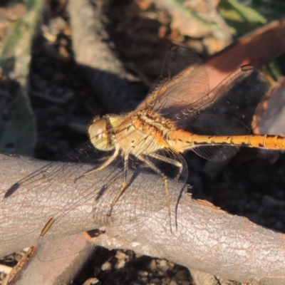 Diplacodes bipunctata (Wandering Percher) at Point Hut to Tharwa - 22 Jan 2017 by michaelb