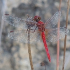 Diplacodes haematodes (Scarlet Percher) at Paddys River, ACT - 22 Jan 2017 by MichaelBedingfield