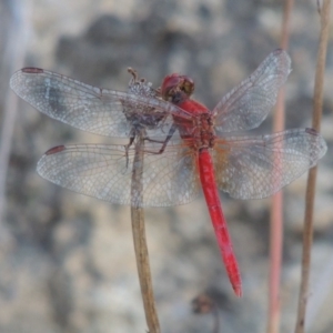 Diplacodes haematodes at Paddys River, ACT - 22 Jan 2017