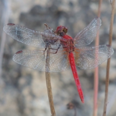 Diplacodes haematodes (Scarlet Percher) at Paddys River, ACT - 22 Jan 2017 by MichaelBedingfield