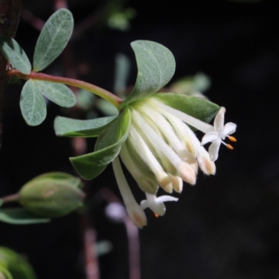 Pimelea ligustrina (Tall Rice Flower) at MTR591 at Gundaroo - 19 Oct 2016 by MaartjeSevenster