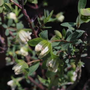 Pimelea ligustrina at Gundaroo, NSW - 19 Oct 2016