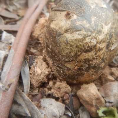 Pisolithus marmoratus (Horse Dung Fungus) at Scriveners Hut - 9 Jul 2017 by MichaelMulvaney