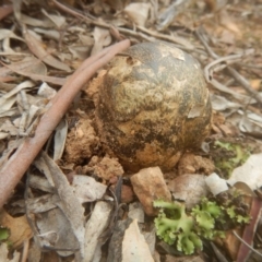 Pisolithus marmoratus at Yarralumla, ACT - 9 Jul 2017